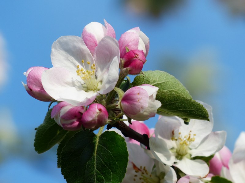 apple blossom apple tree blossom bloom white pink 4k