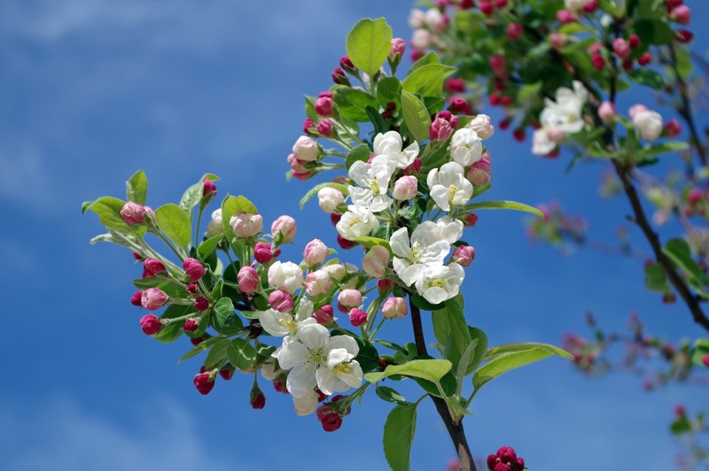 apple blossom tree branch spring summer sky 4k