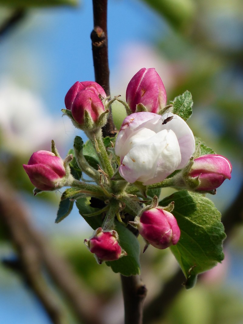 apple blossom apple tree blossom bloom white pink 4k
