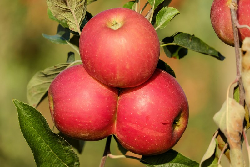 apple fruit fruits red tree autumn vitamins 4k