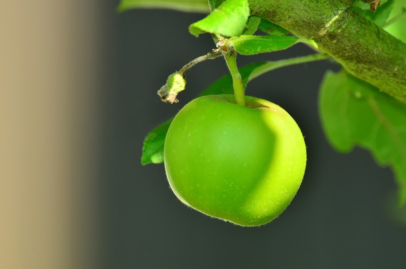 apple green apple tree apple tree kernobstgewaechs 4k