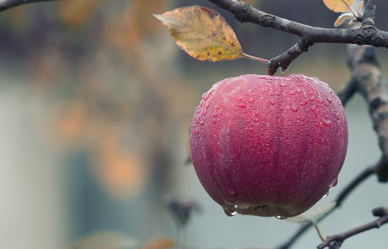 apple fall juicy food autumn fruit red fresh 4k