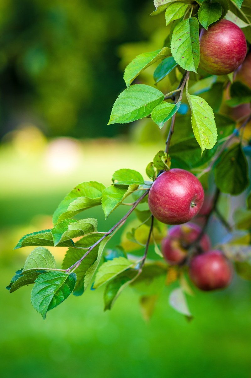 apple tree fruit food branch with apples apples 4k