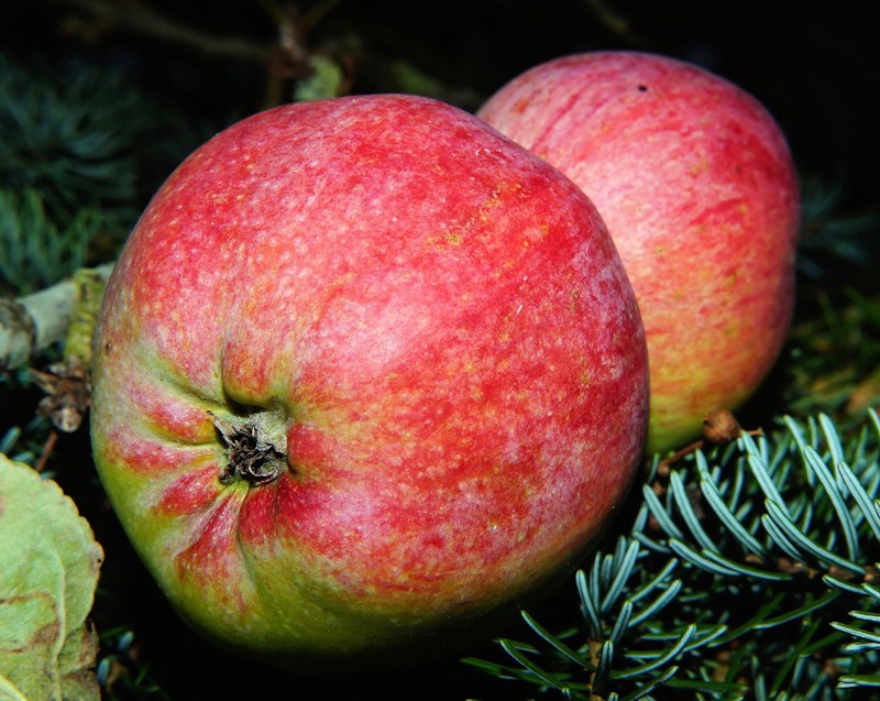 apple fruit red vitamins food frisch delicious 4k