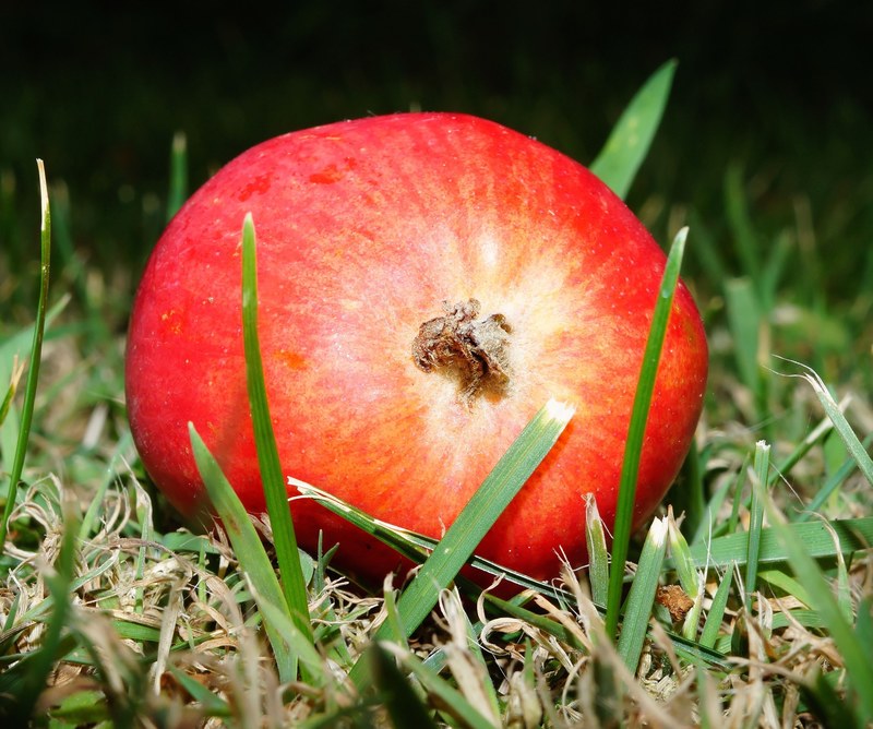 apple sweet fruit delicious healthy food frisch 4k