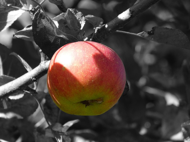 apple fruit apple tree frisch red vitamins food 4k