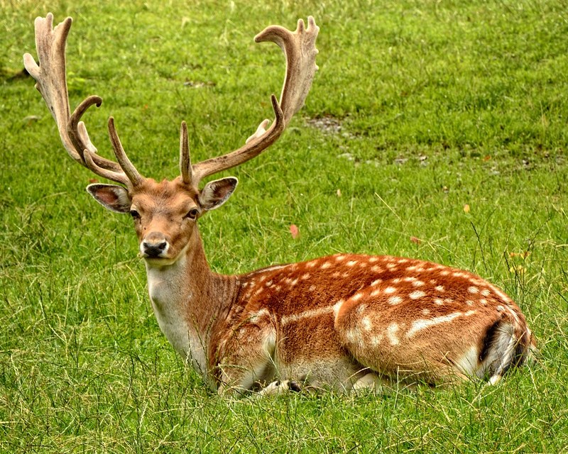 antler antler carrier fallow deer hirsch dama dama 4k