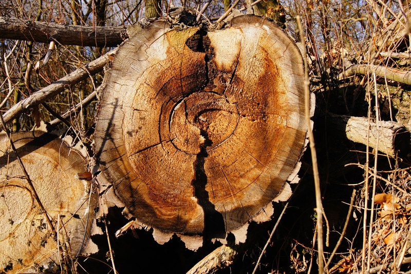 annual rings wood tree log sawed off old like 4k