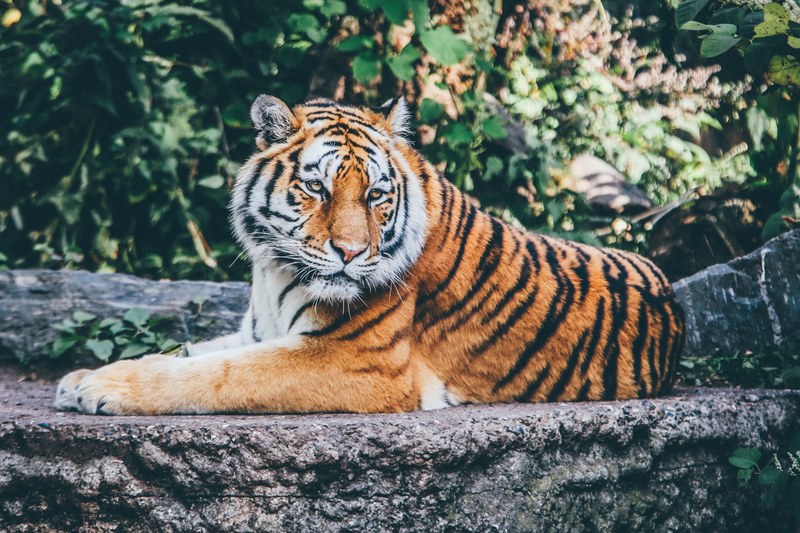 animal big cat safari tiger wild cat wildlife zoo 4k