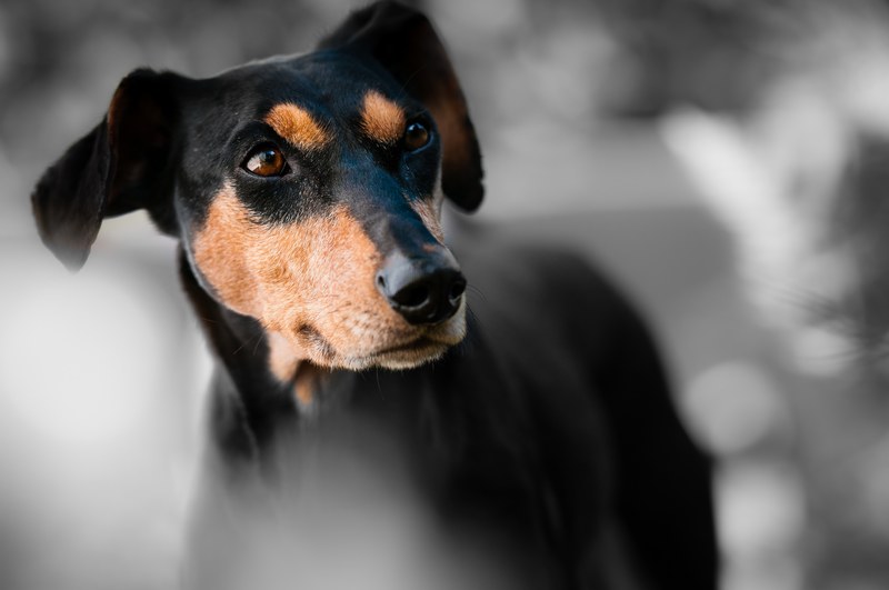 animal dog pet race dog snout pinscher dog look 4k