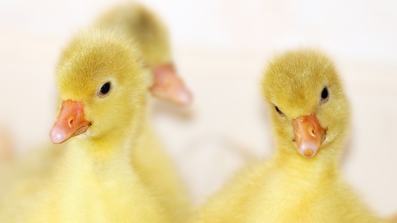 animal goose bird poultry gander domestic goose 4k