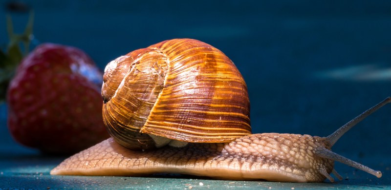 animal snail shell probe crawl mucus strawberry 4k