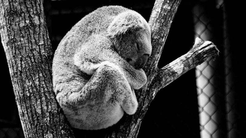 animal koala nature 4k