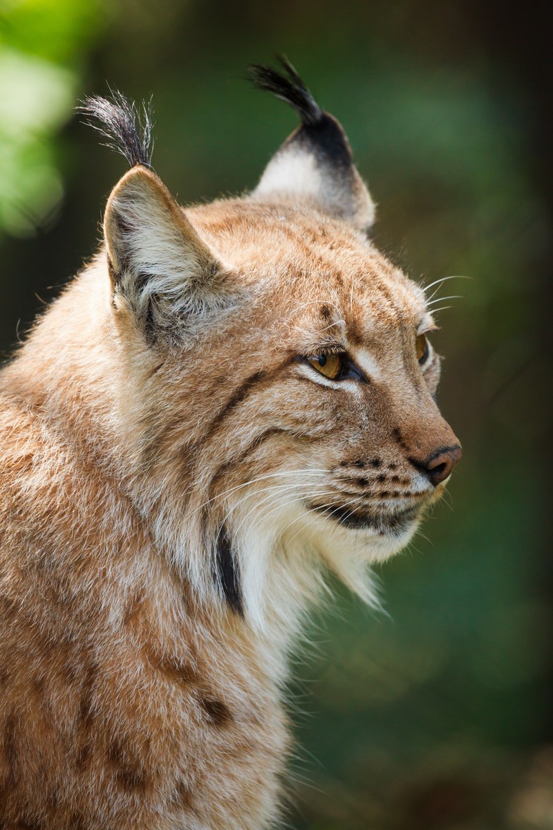 animal beast big carnivore cat dangerous eye 4k