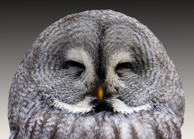 animal owl eagle owl wisdom plumage bird 4k