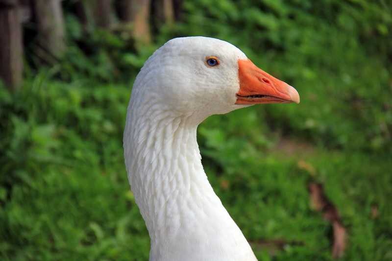animal bird goose bill poultry water bird 4k