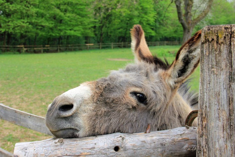 animal donkey head eyes ears 4k