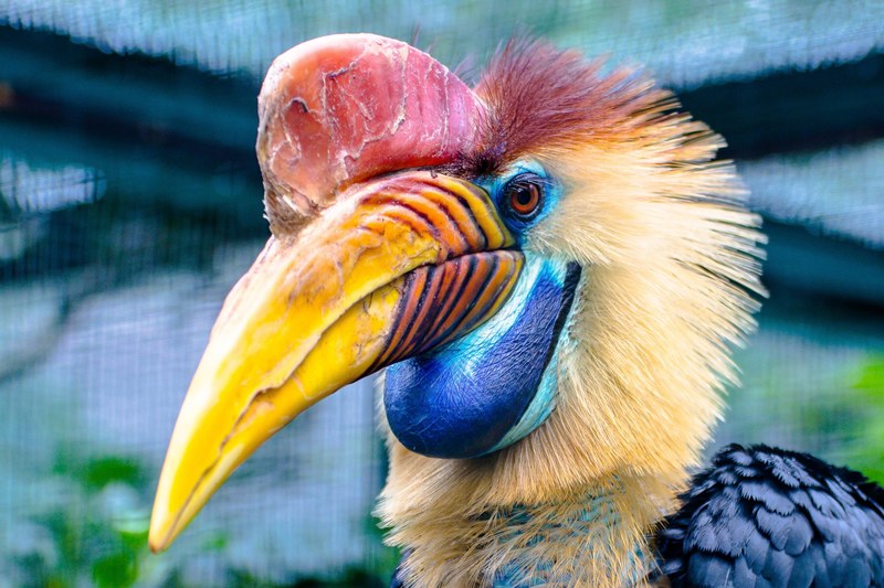 animal bird hornbill helmet hornbill 4k