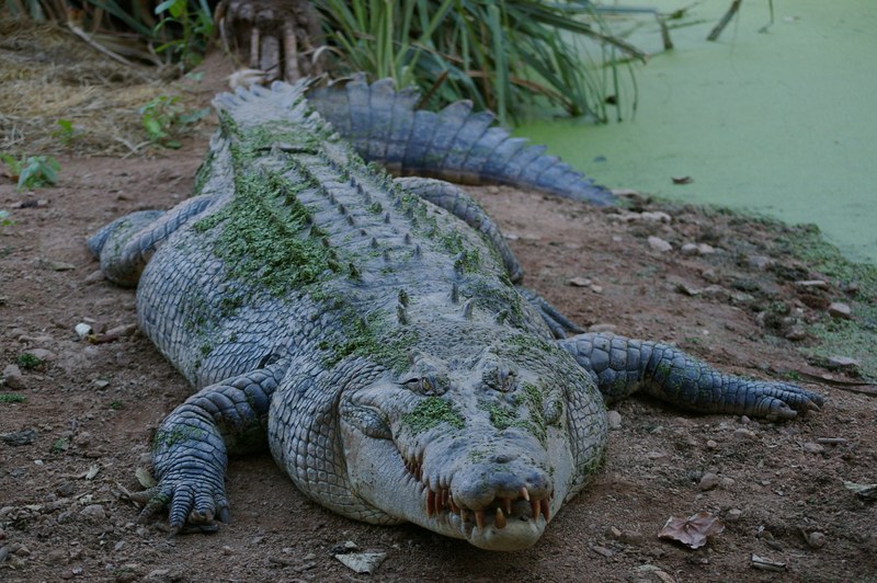 animal crocodile wild predator reptile teeth 4k