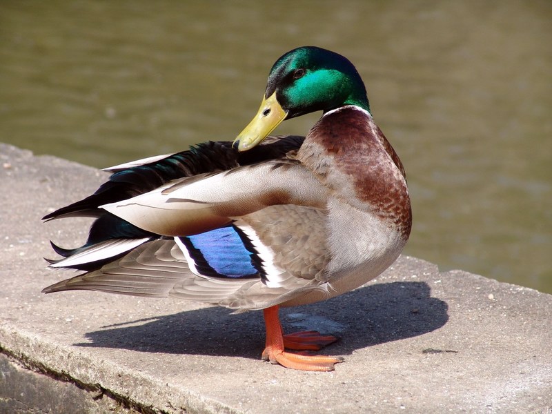 animal bird duck poultry 4k