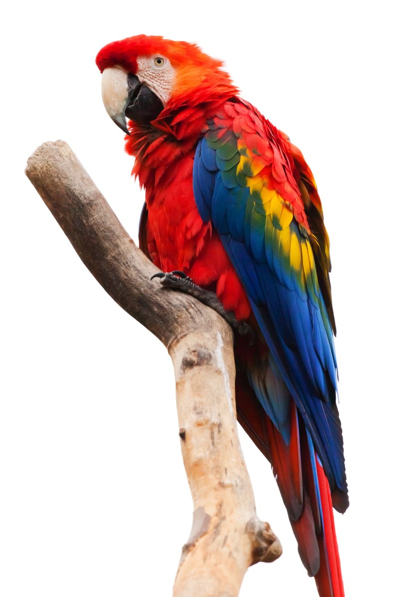 animal ara macao beak bird colorful fauna feather 4k