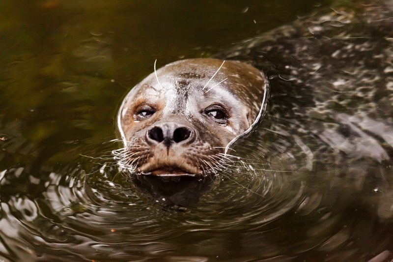 animal aquatic brown eye eyes face mammal marine 4k