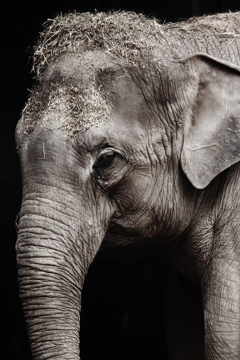 animal big black close up detail elephant eye 4k