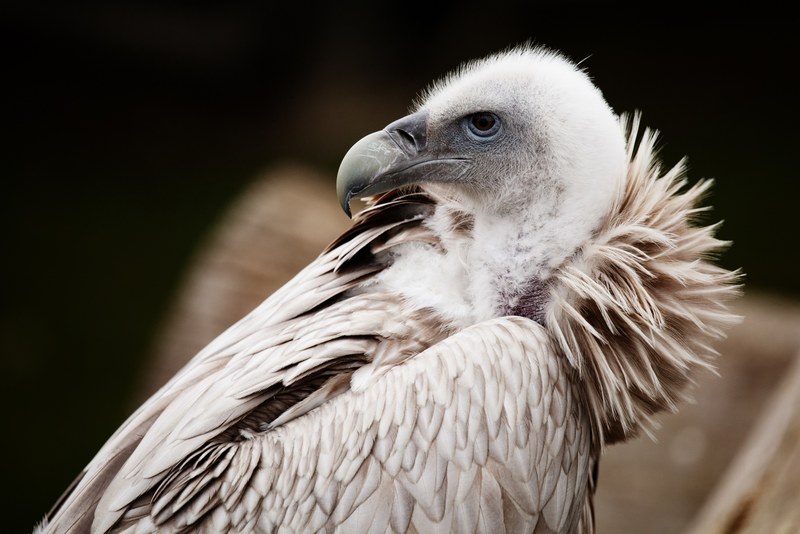 animal beak bird feather feathers scavenger 4k