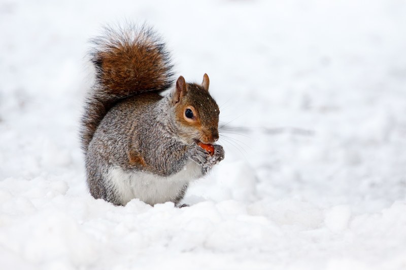 animal brown cold creature cute eat fur grey 4k