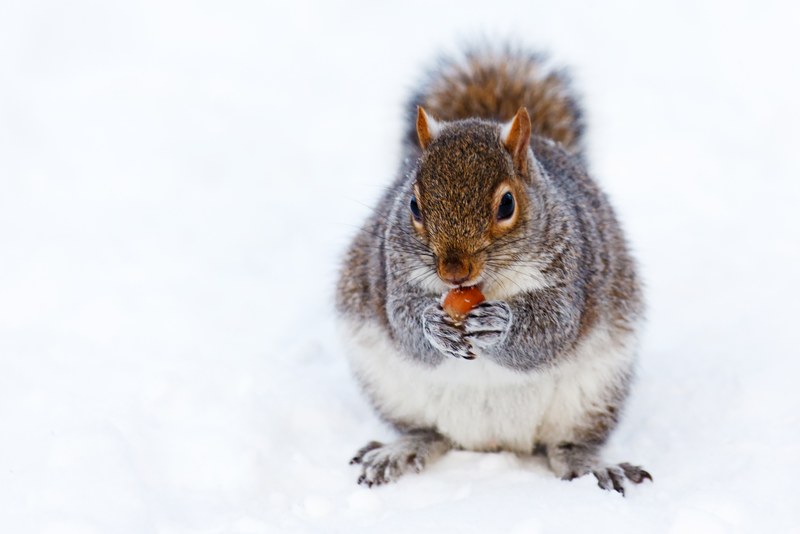 animal brown cold creature cute eat fur grey 4k