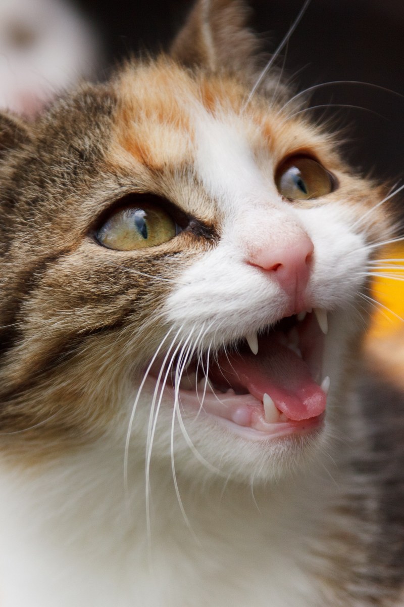 animal cat cute domestic eyes face feline fur 4k