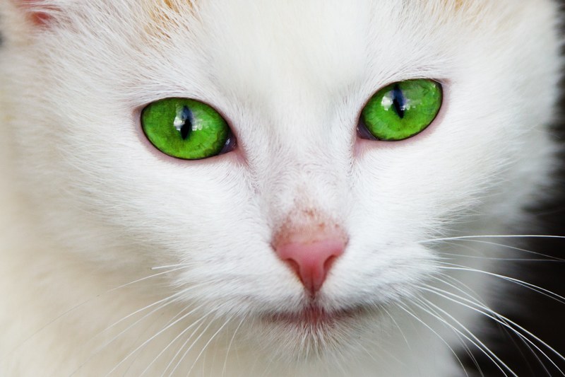 animal cat domestic eye eyes face feline fur 4k