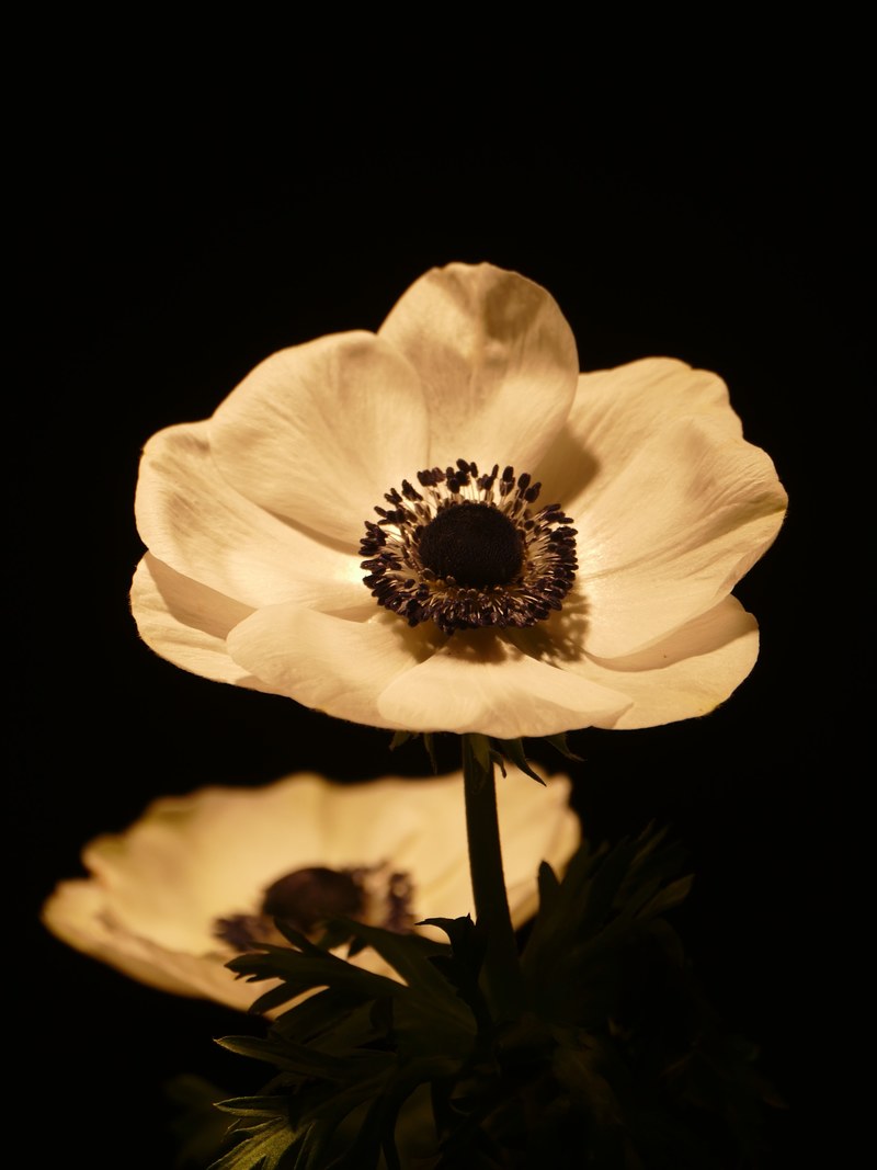 anemone flower bloom 4k