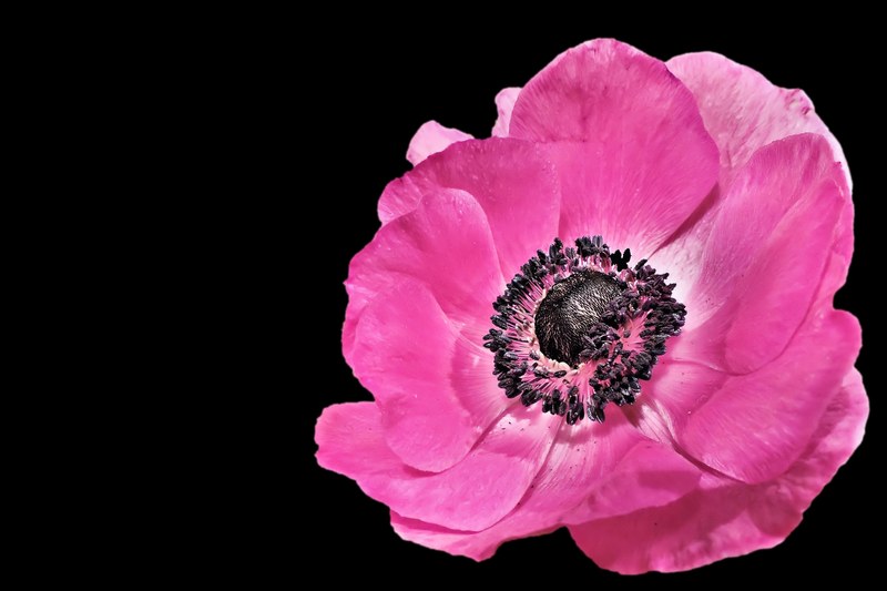 anemone spring blossom bloom pink pink petals 4k