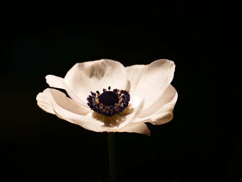 anemone blossom bloom crown anemone white bloom 4k