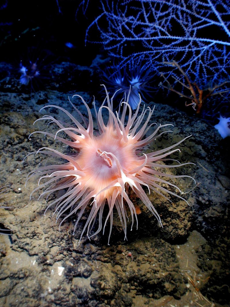 anemone sea life sea ocean water underwater 4k