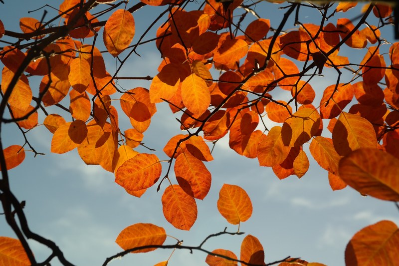 amelanchier leaves autumn orange red blood red 4k