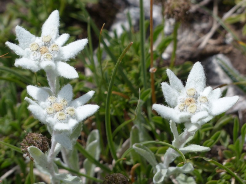 alpine edelweiß ordinary edelweiss fluffy white 4k
