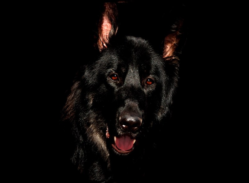 alsatian black eyes german shepherd canine dog 4k