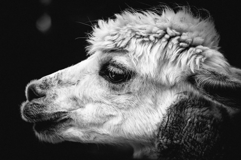 alpaca pako andes animal wool mammal animal world 4k