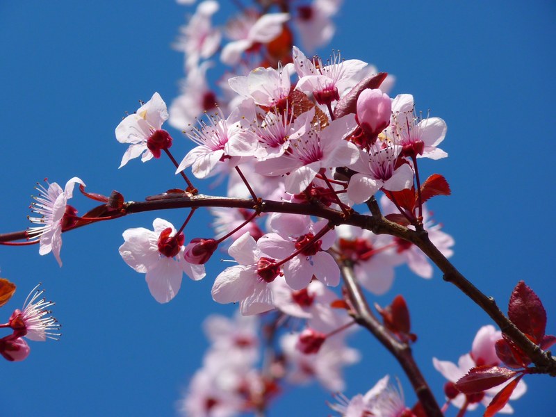 almond blossom cherry blossom japanese cherry trees 4k