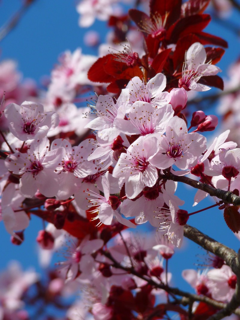 almond blossom cherry blossom japanese cherry trees 4k