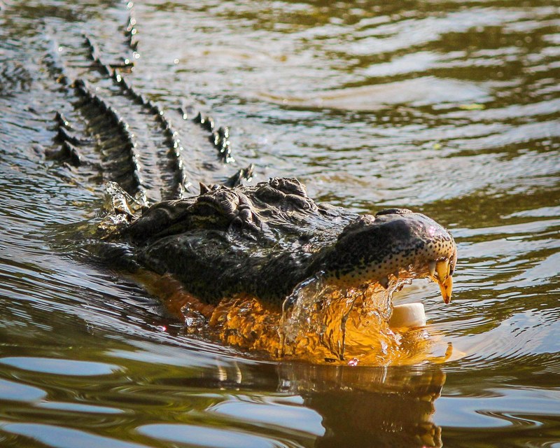 alligator american alligator gator dangerous attack 4k