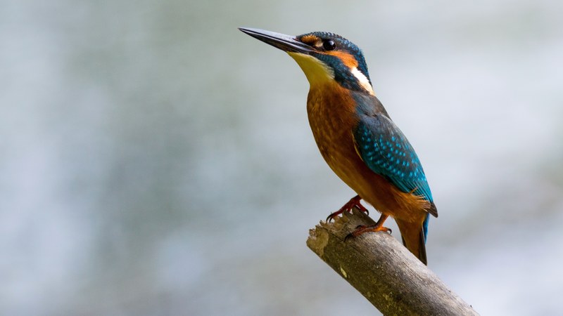 alcedo atthis common kingfisher bird small perched 4k