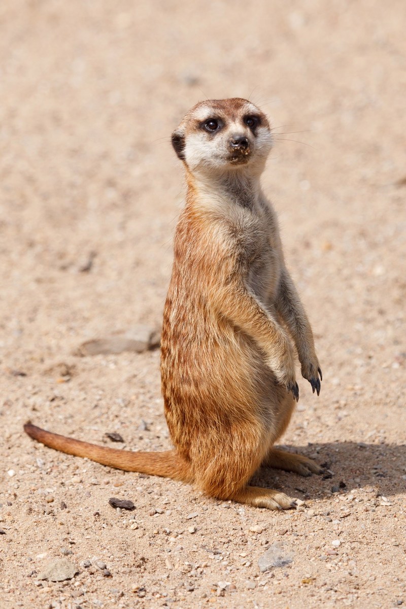 alert animal cute fur hair look lookout mammal 4k