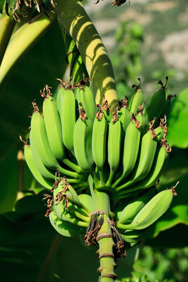 agriculture banana branch bunch food fresh fruit 4k