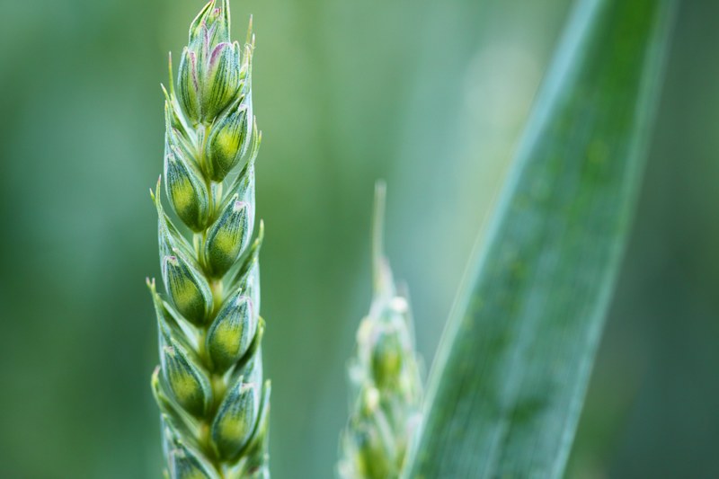 agriculture background cereal corn countryside 4k