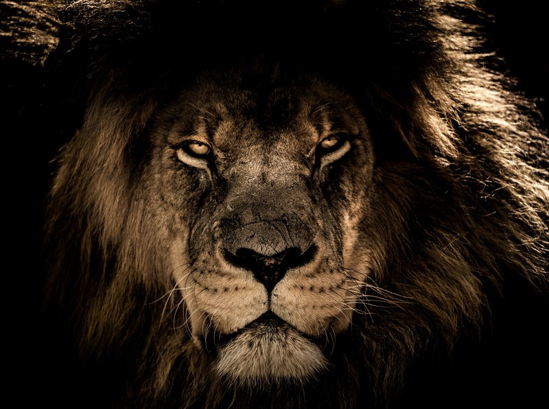 african lion mane close eyes wildlife wild 4k