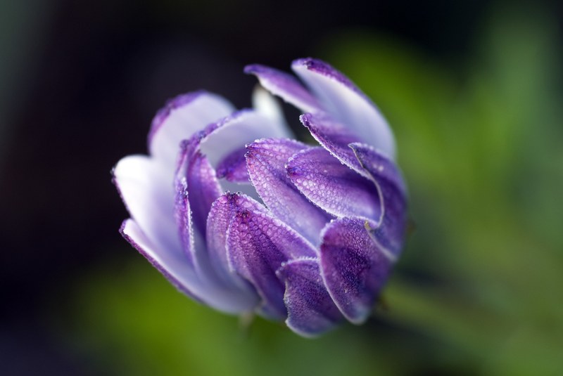 african daisy osteospermum calenduleae asteraceae 4k