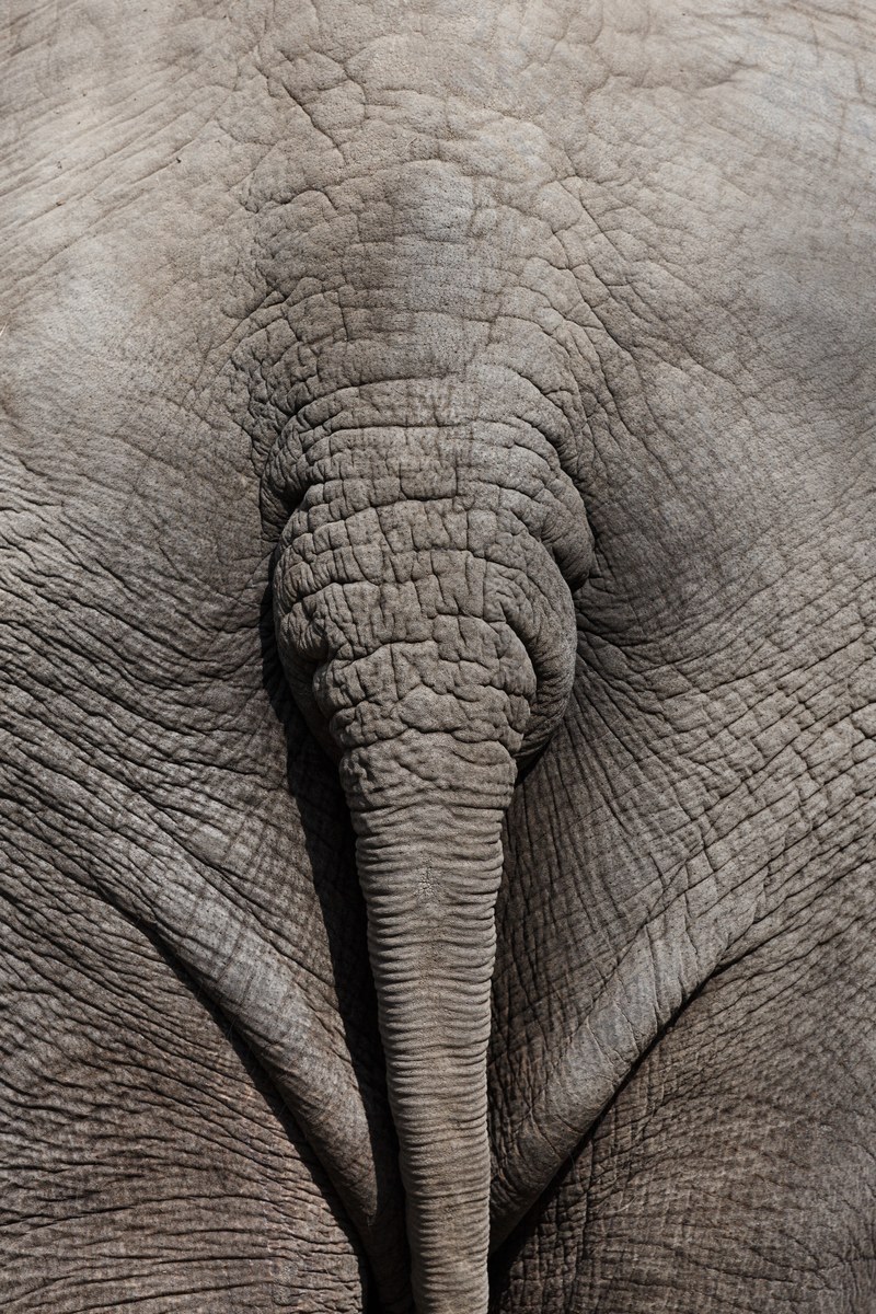 africa african animal ass behind big bottom butt 4k